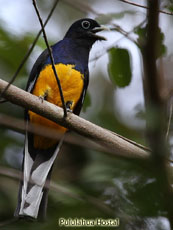  Amazonian White-tailed Trogon