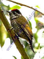 Bar-bellied_Woodpecker