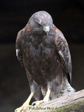 Variable Hawk Black Morph