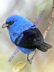 Blue-and-black-Tanager