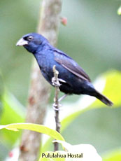 Blue-black Grosbeak