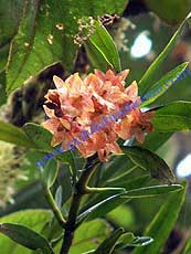 Epidendrum sp