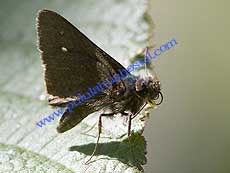  Grass Skipper