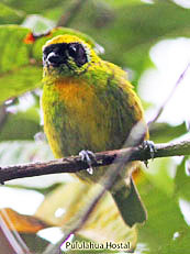 Green-and-gold-Tanager - Tangara-shrankii