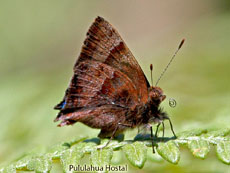 Lycaenidae-Hairstreak penaincisalia