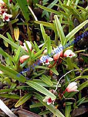 Maxillaria sp