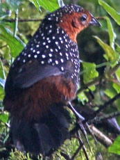 Ocelleated Tapaculo