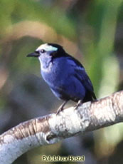 Opal-crowned Tanager