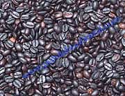 organischer Kaffee Pululahua Ecuador