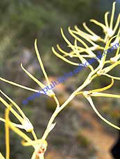 Pleurothallis sclerophylla