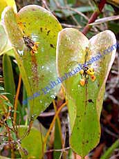 Pleurothallis cordifolia