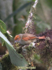 Red-faced Spinetail_Cranioleuca erythrops