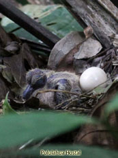 Sapphire Quail-Dove-nest