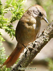Spinetail Sp.