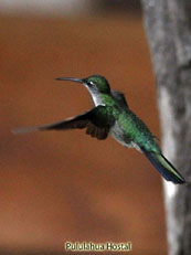 Tumbes Hummingbird - Leucippus baeri