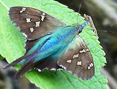 Bluish Long tailed skipper