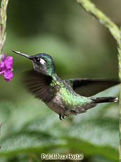 Violet-Headed-Hummingbird - Klais-guimeti