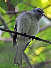 White-banded-Tyrannulet_Mecocerculus-stictopterus