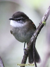 Yanacocha Bird Watching Tours, Birding Trips Ecuador