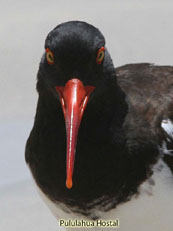 American Oystercatcher