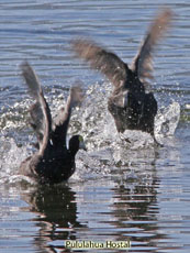 Andean Coot