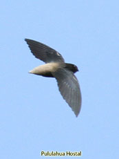 Gray Rumped Swift ??