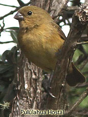 Black-and-white Seedeater