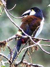 Black-billled-Mountain Toucan