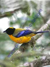 Black-chinned-Mountain-Tanager