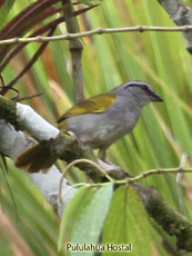 Black-striped-Sparrow