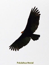 Greater Yellow-headed Vulture