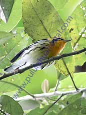 BlackburnianWarbler