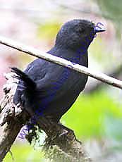 Blackish-Tapaculo