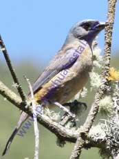 Blue-and-yellow-Tanager