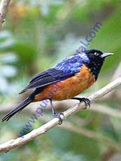 Blue-backed_Conebill