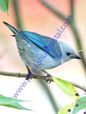 Blue-gray-Tanager Blue-gray-Tanager