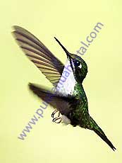 Booted Racket-tail Fedmale