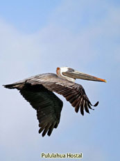 Brown Pelican