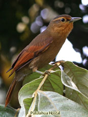 Buff-fronted-Foliage-gleaner_Philydor-rufus
