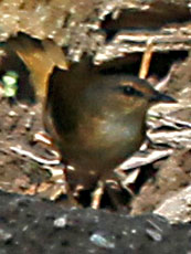 Buff-rumped-Warbler