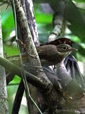 Buff-throated Foliage-gleaner