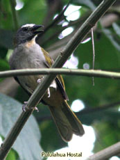 Buff-throated Saltator