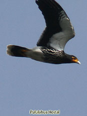 Carunculated Caracara Carunculated Caracara