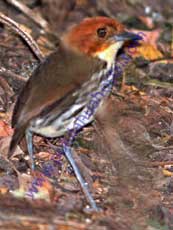 Chestnut-crowned_Antpitta Chestnut-crowned_Antpitta