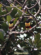 Chestnut-eared Aracari - Pteroglossus castanotis