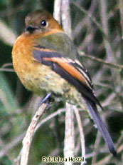 Cinnamon Flycatcher