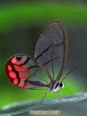 Clearwinged Butterfly