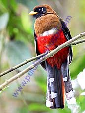 Masked Trogon Female