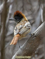 Collared Antshrike