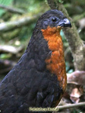 Dark-backed Wood.Quail_Odontophorus erythrops